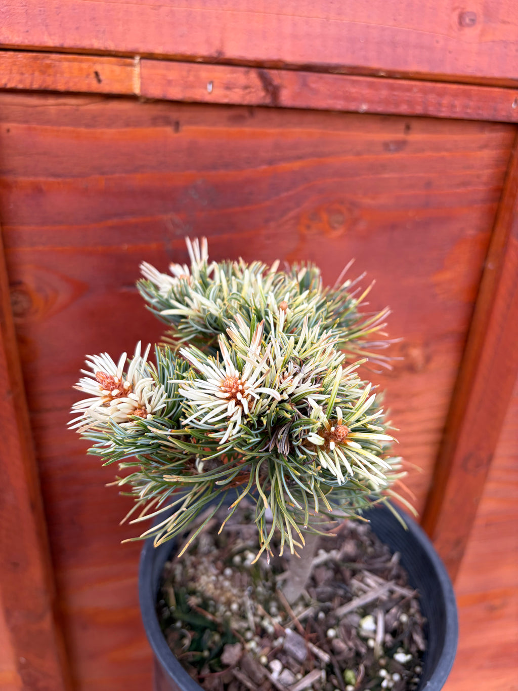 Pinus parviflora 'Tanima no yuki'