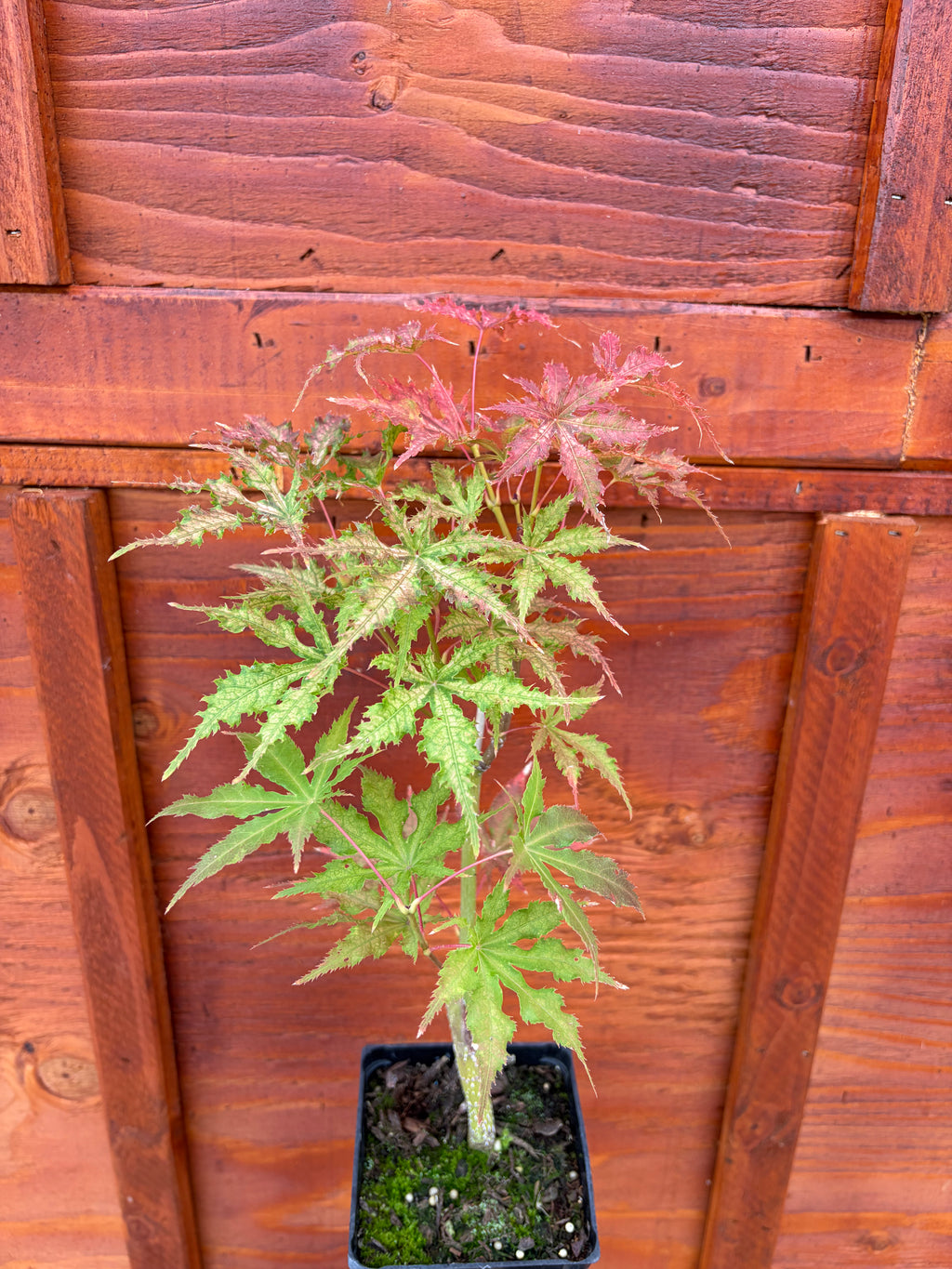 Acer Palmatum ‘Grandma Ghost’