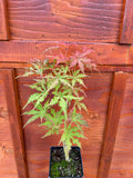 Acer Palmatum ‘Grandma Ghost’