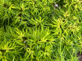 Acer Palmatum ‘Catalina Yatsubusa’