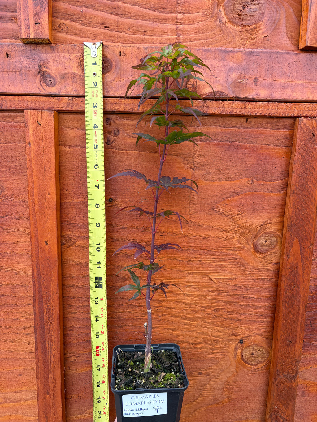 Acer Palmatum ‘Angel The Prince’