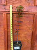 Acer Palmatum ‘Angel The Prince’