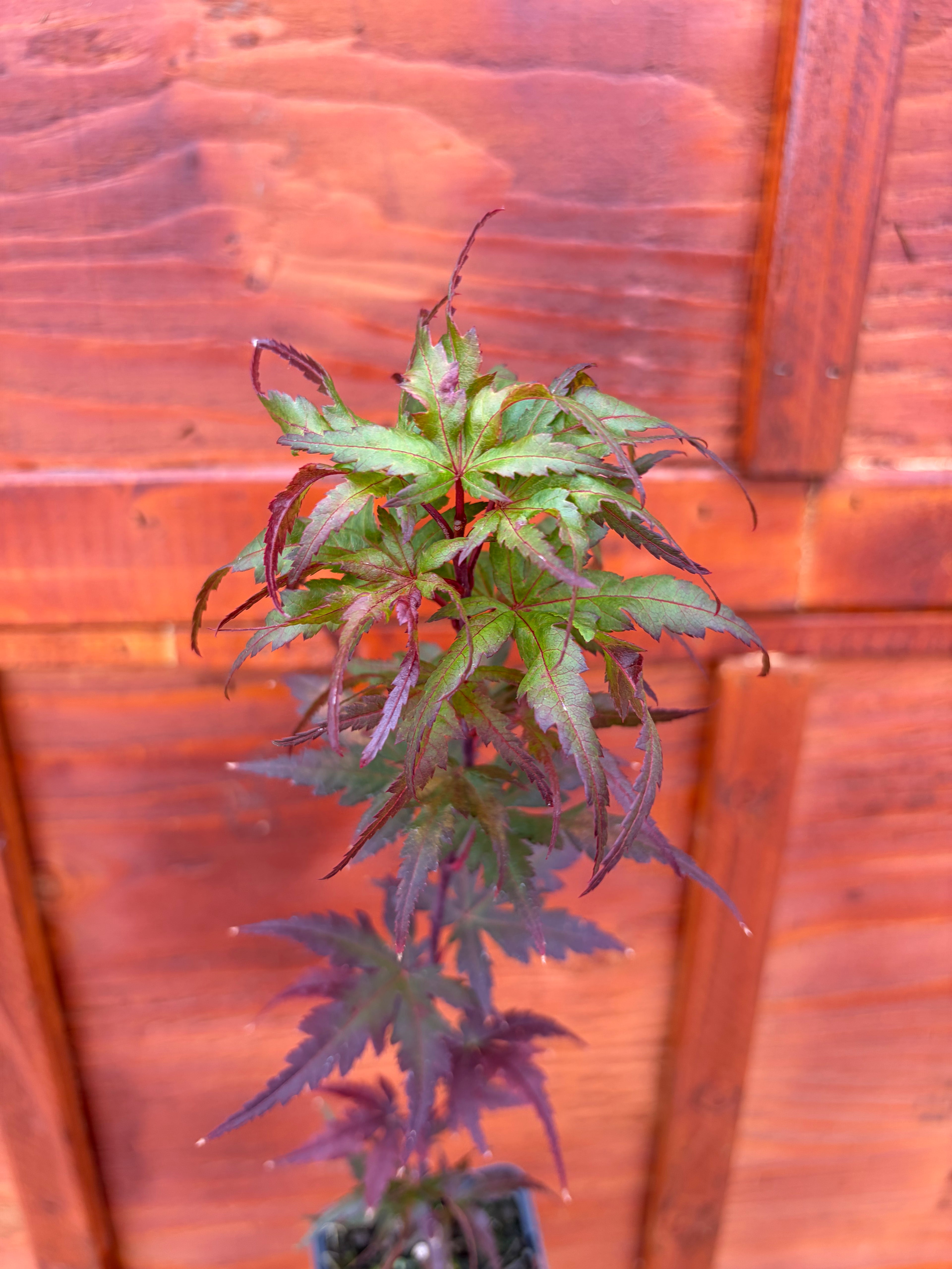 Acer Palmatum ‘Angel The Prince’