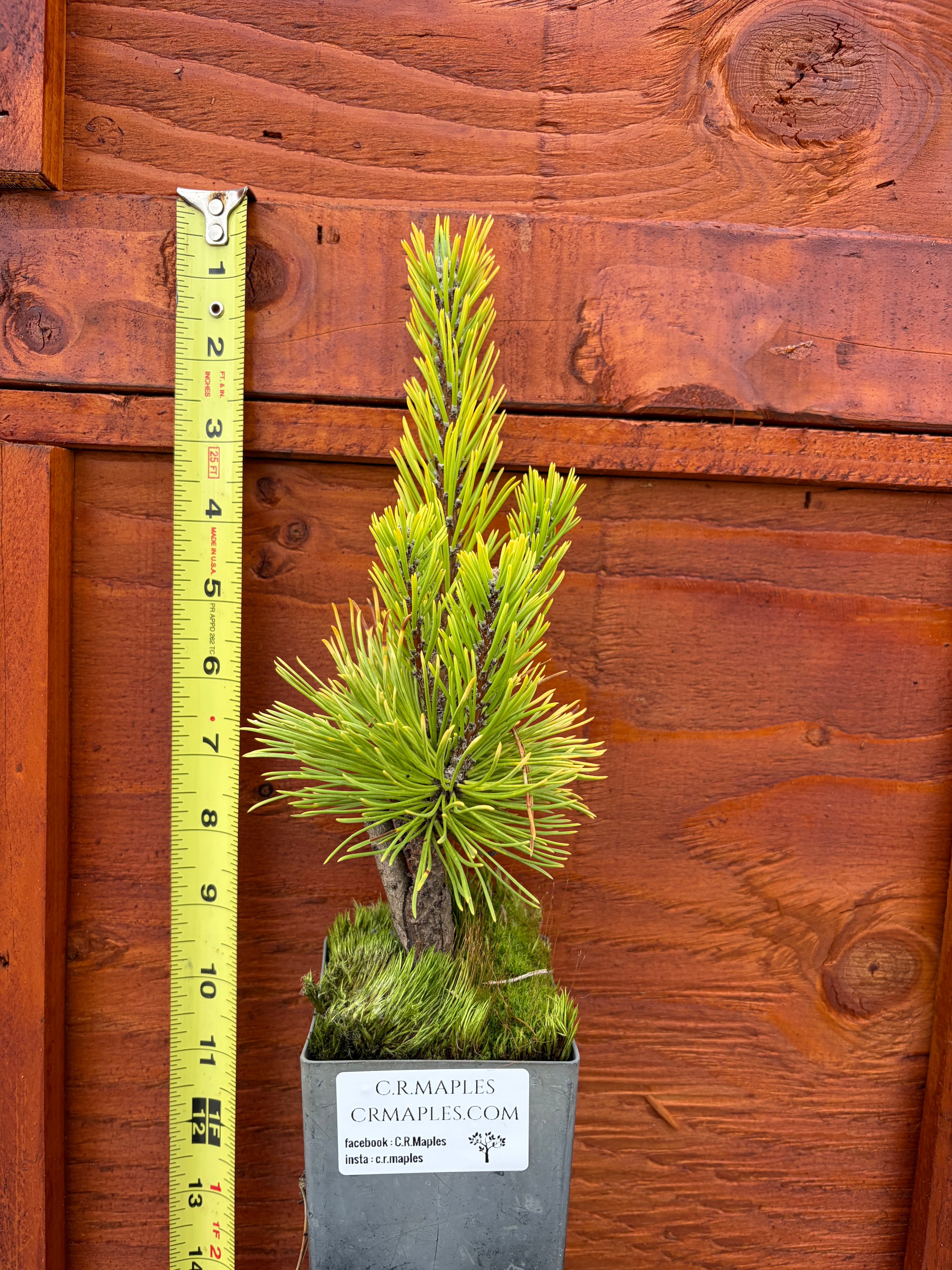 Pinus mugo 'Wintersonne’