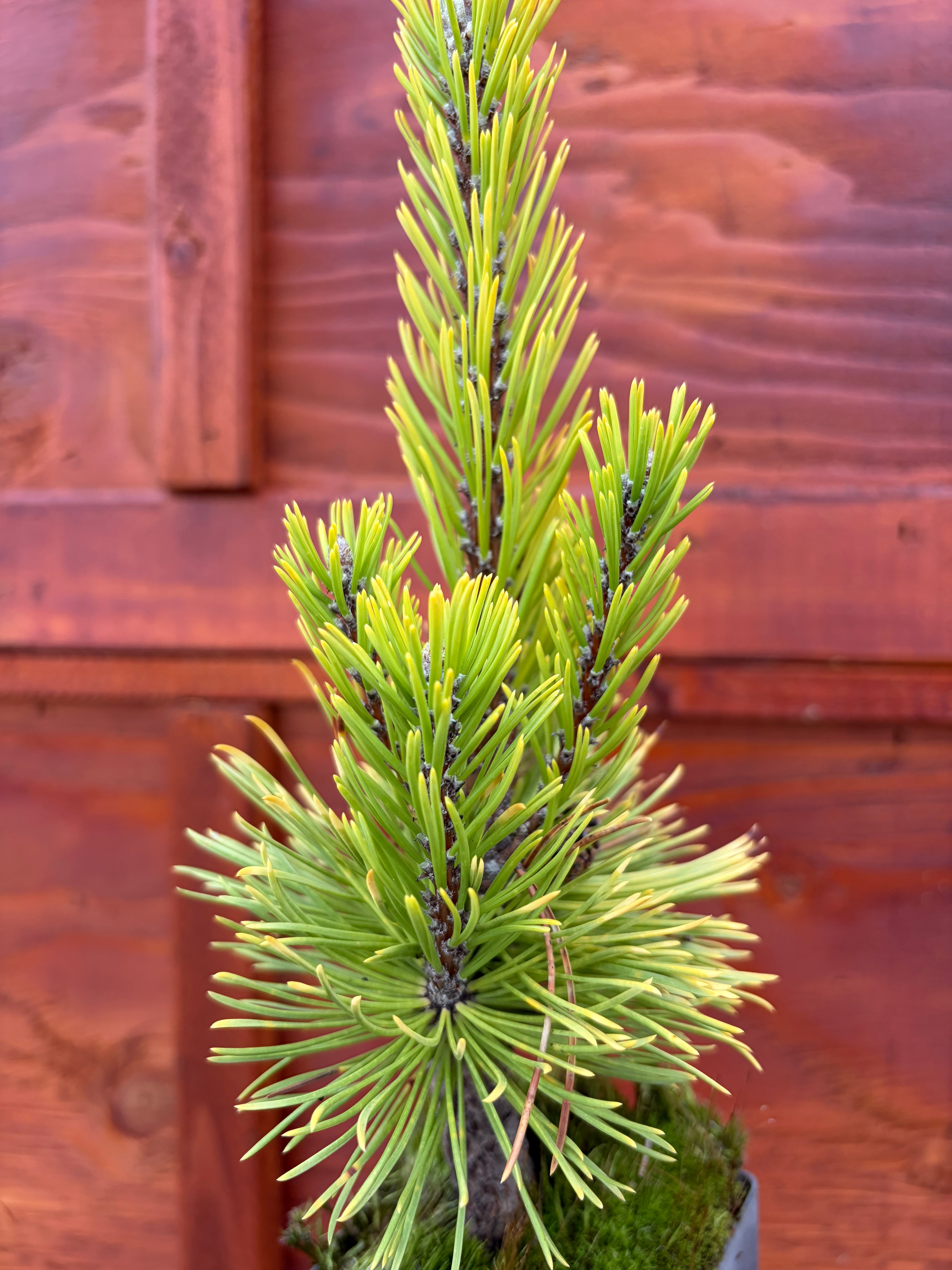 Pinus mugo 'Wintersonne’