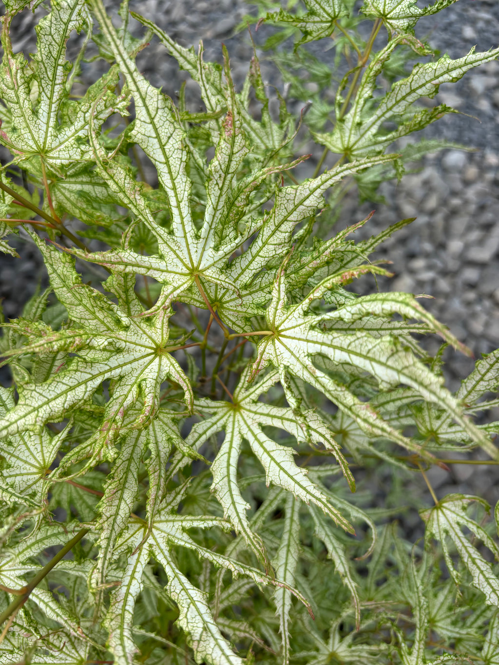 Acer Palmatum ‘Sister Ghost’