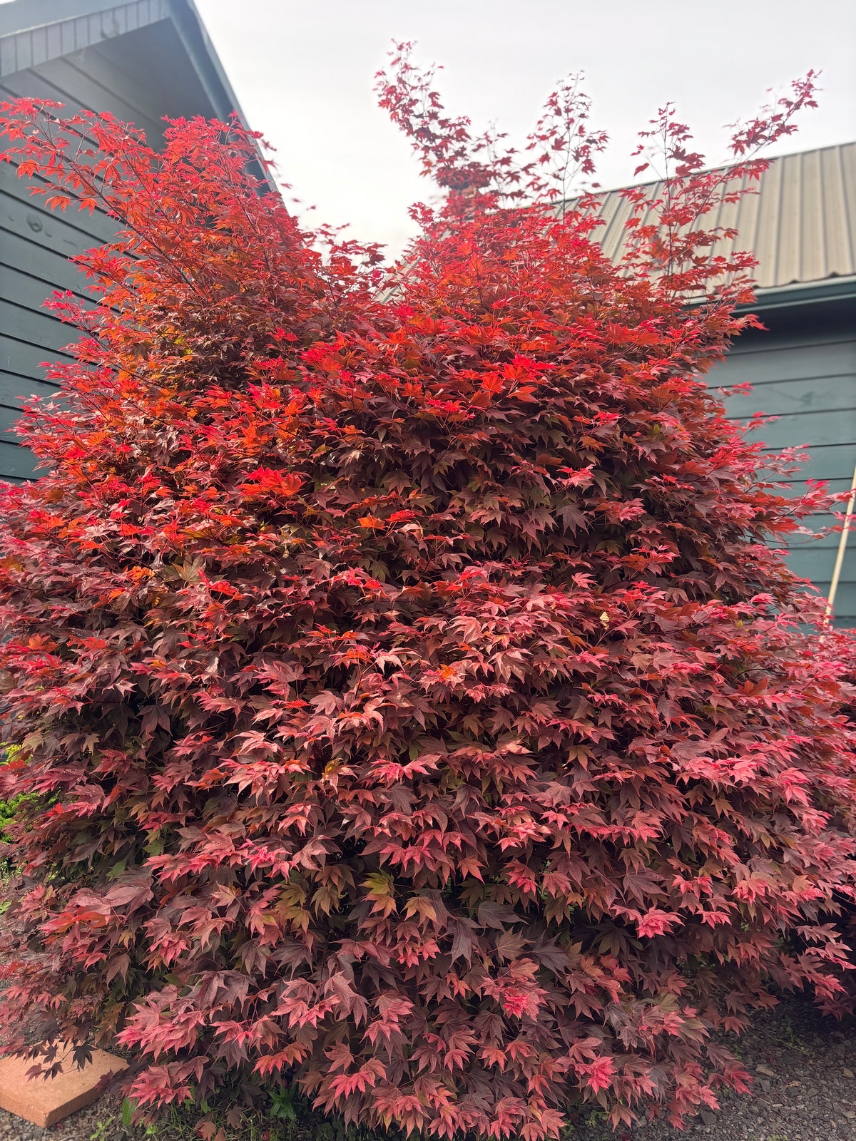 Acer Palmatum 'Ruslyn In The Pink'