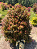 Acer Palmatum ‘Angel The Prince’