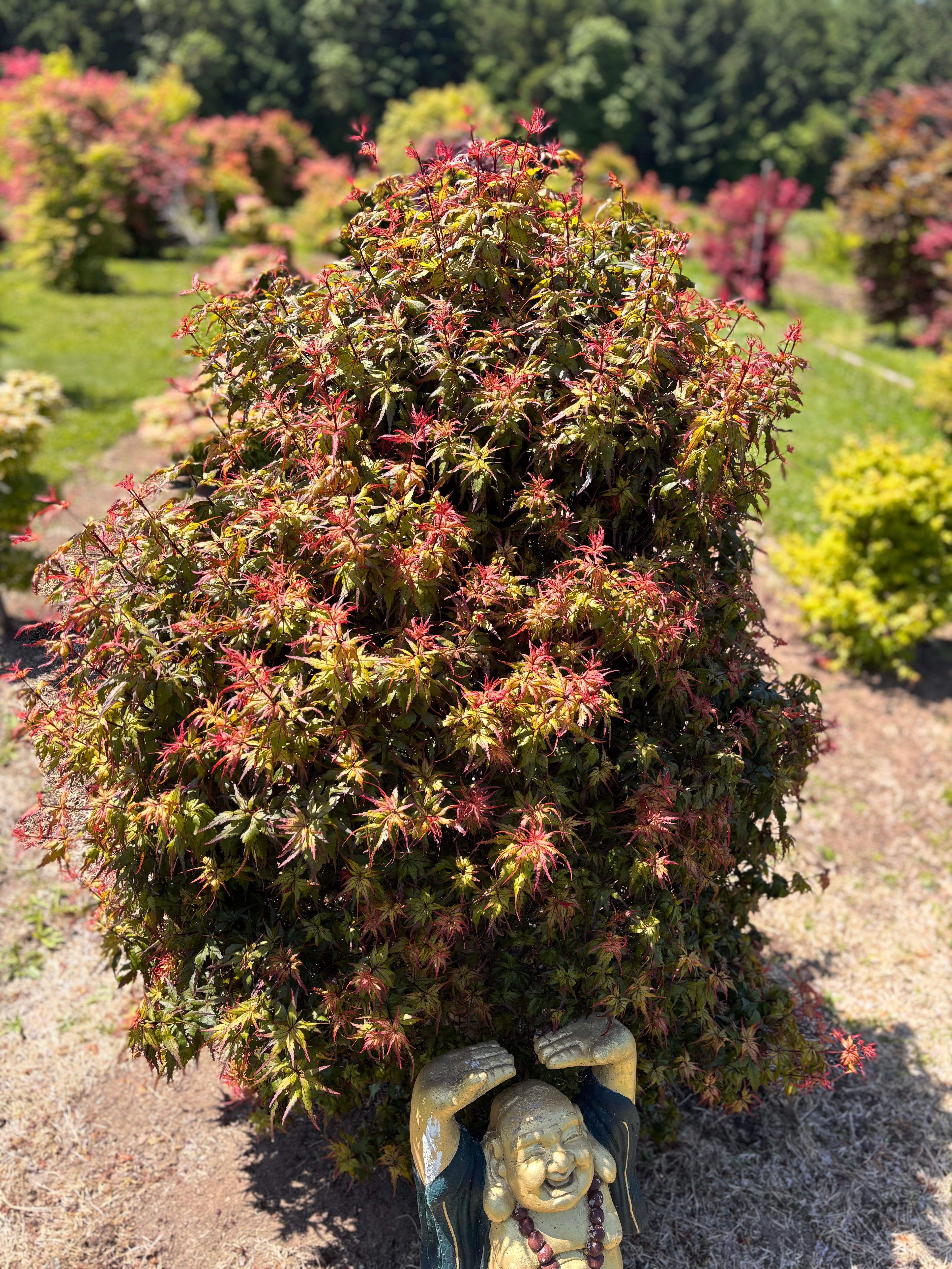 Acer Palmatum ‘Angel The Prince’