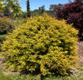 Acer Palmatum ‘Saiho’