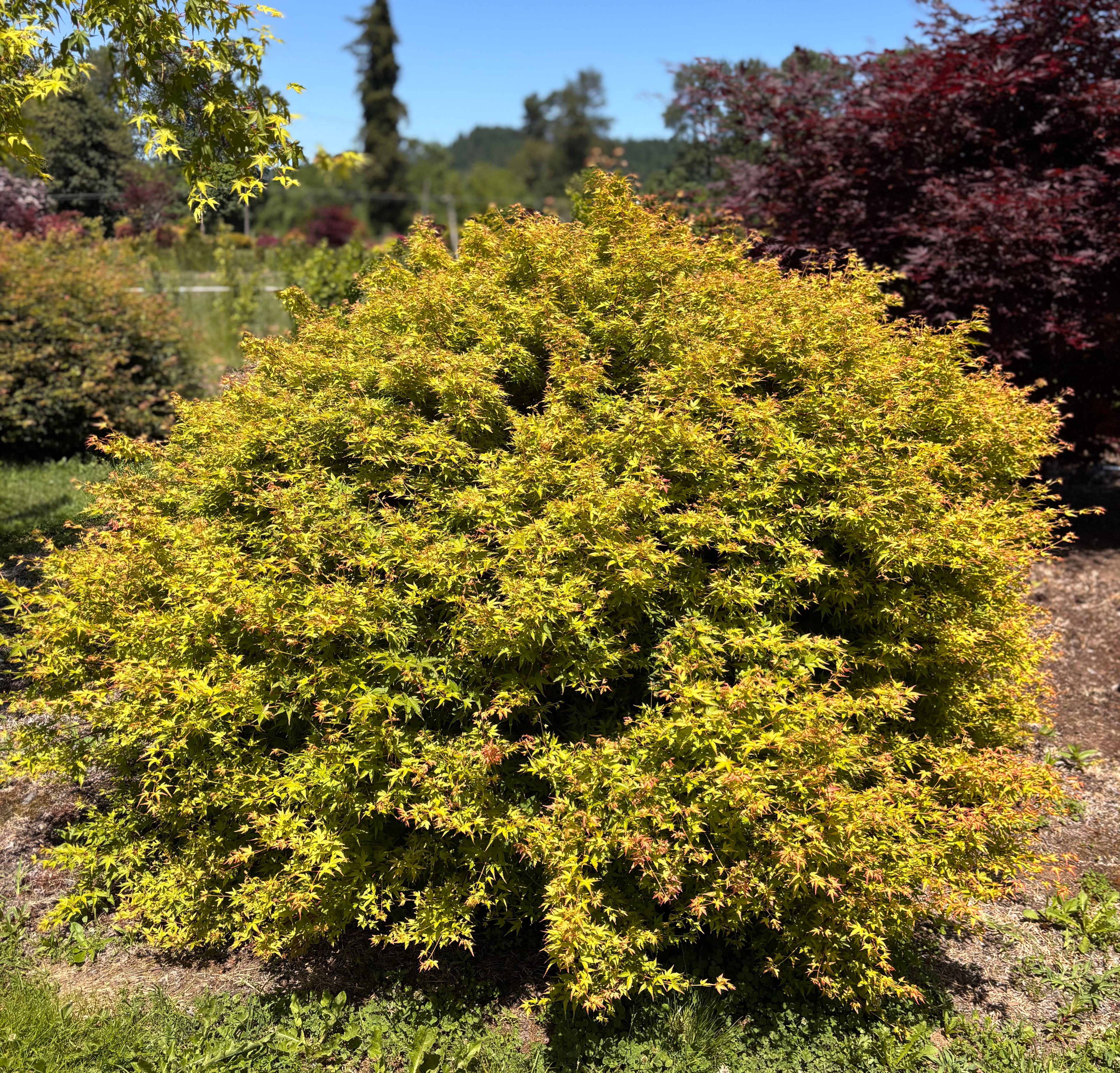 Acer Palmatum ‘Saiho’