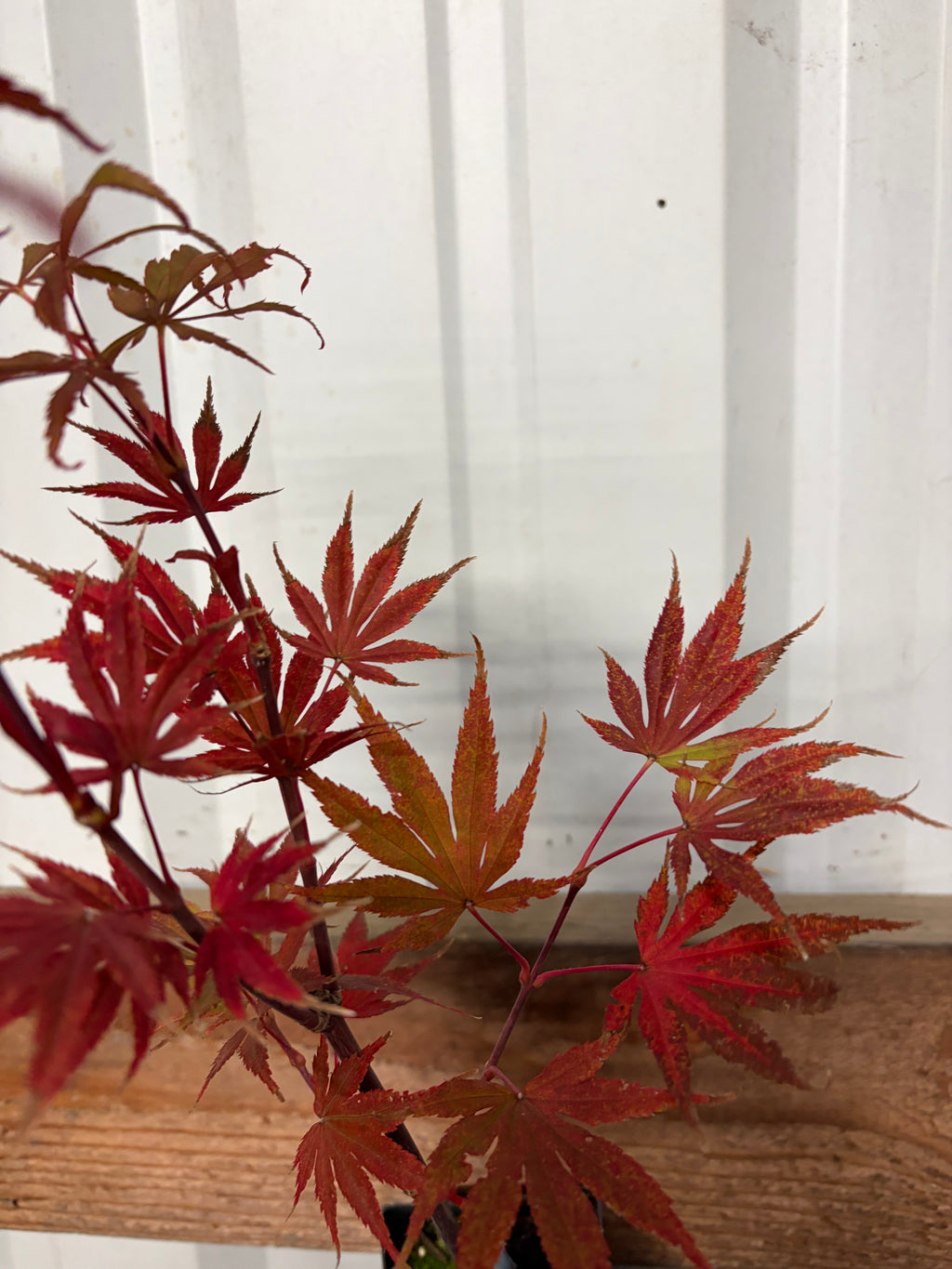 Acer Shirasawanum ‘Mikado’