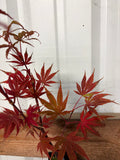 Acer Shirasawanum ‘Mikado’