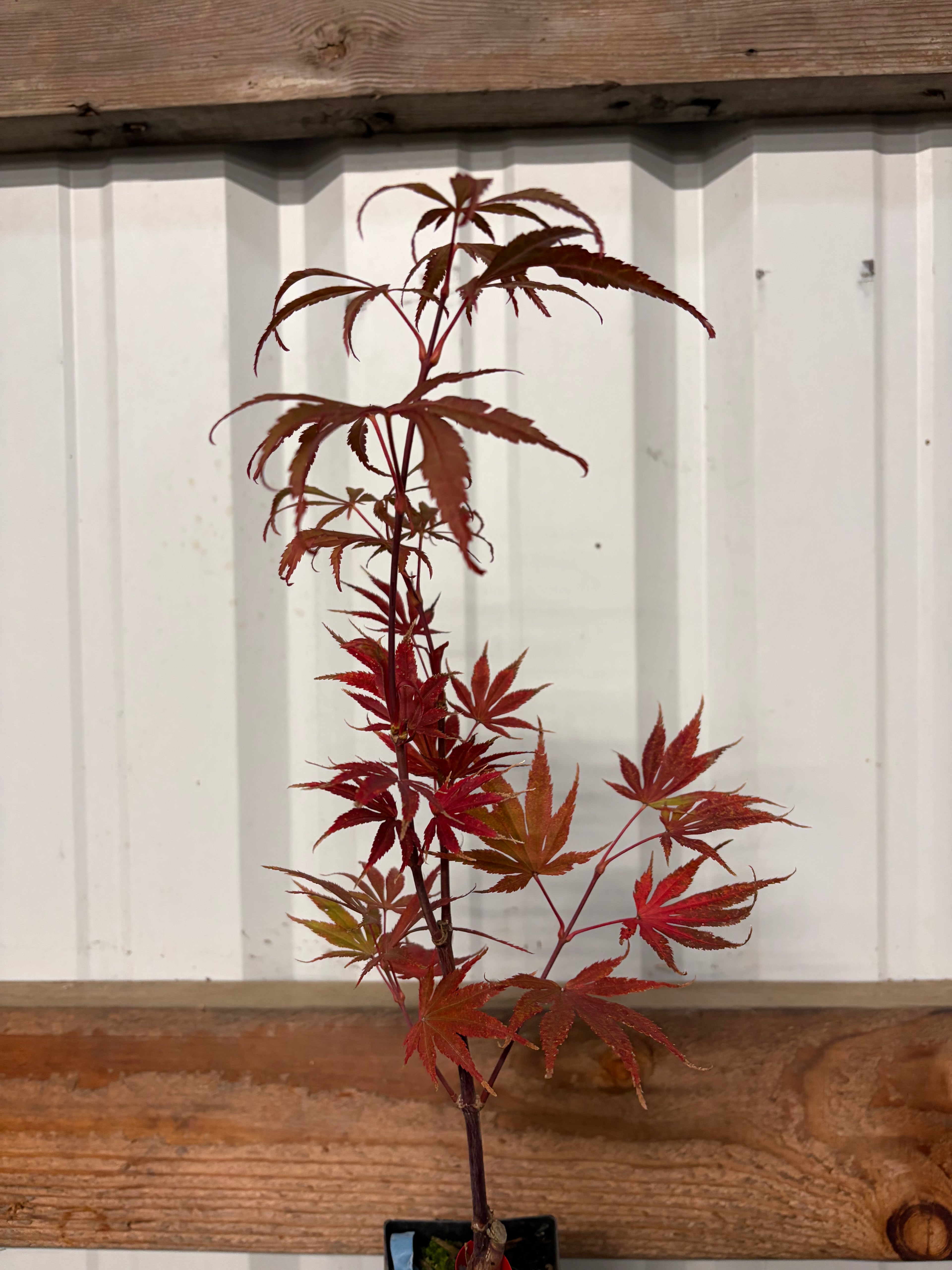Acer Shirasawanum ‘Mikado’