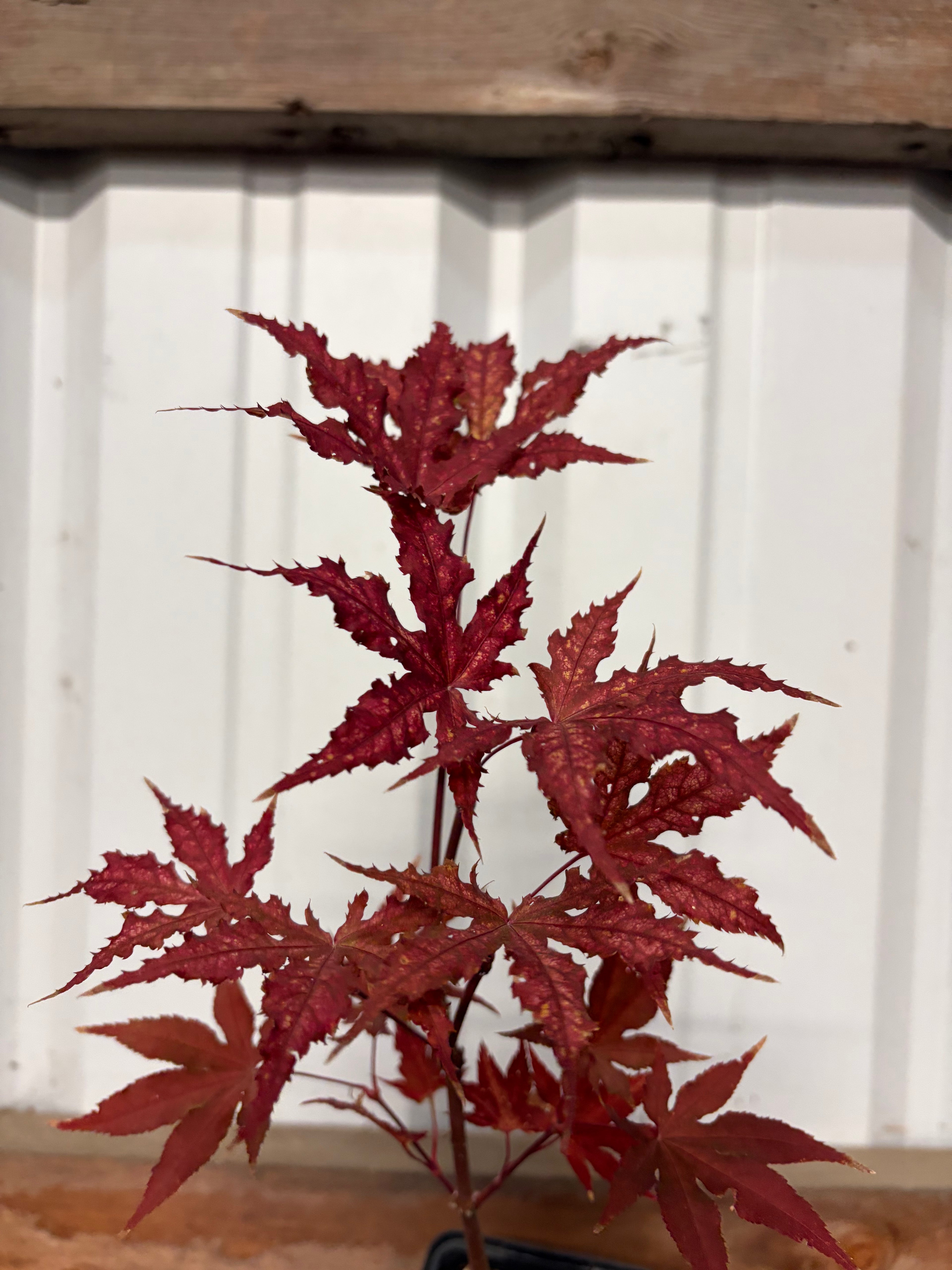 Acer Palmatum ‘Purple Ghost’