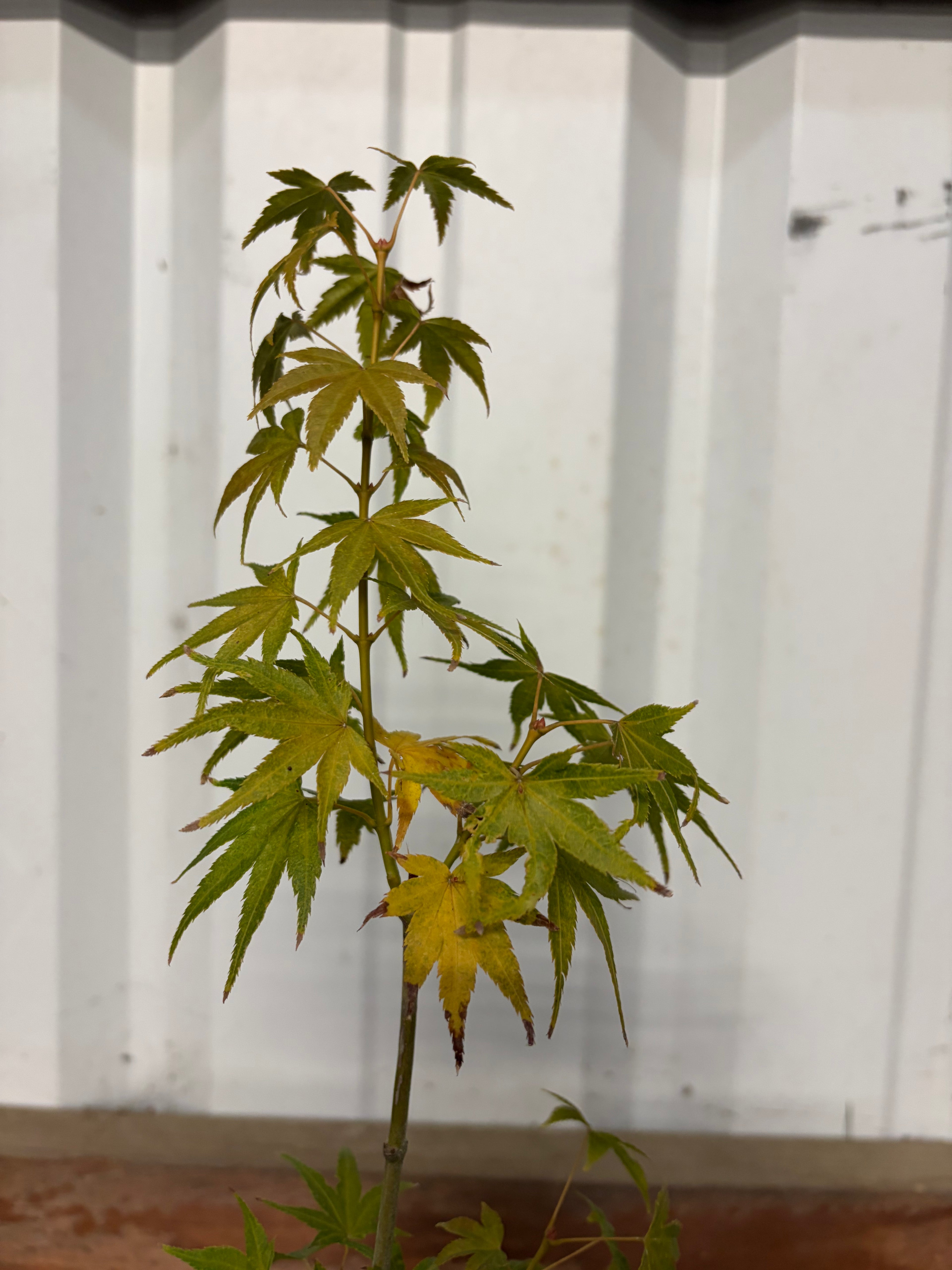Acer Palmatum ‘Aoyagi’