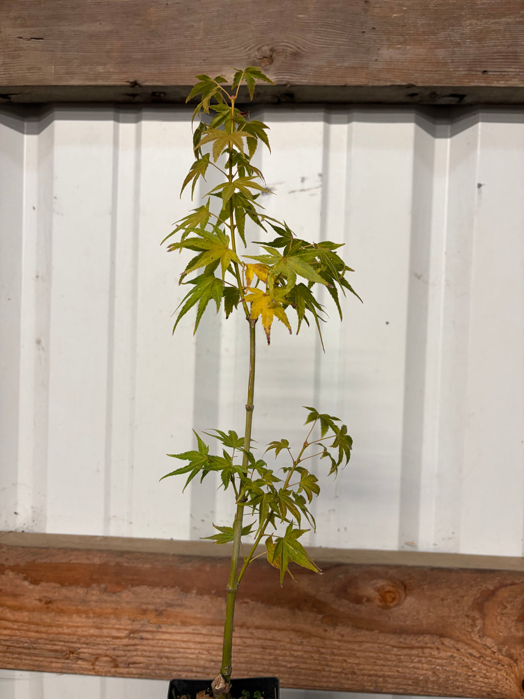 Acer Palmatum ‘Aoyagi’