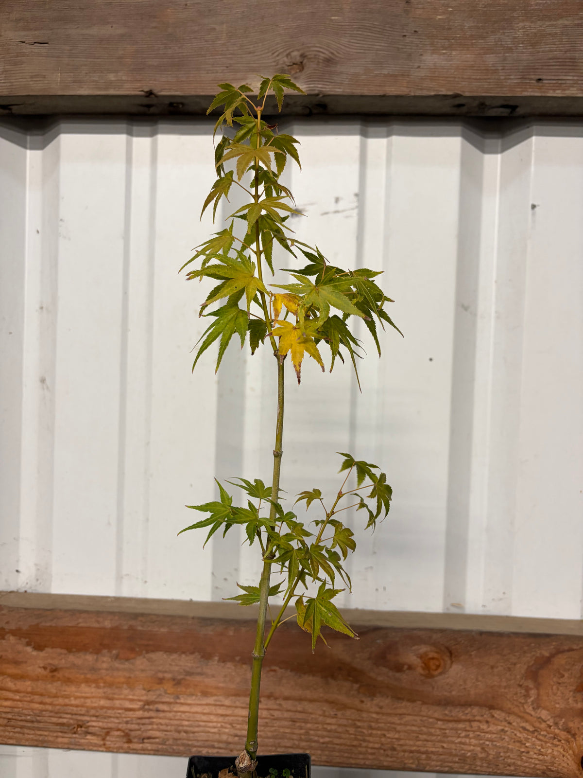 Acer Palmatum ‘Aoyagi’