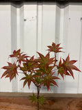 Acer Palmatum ‘Tiny Stars’