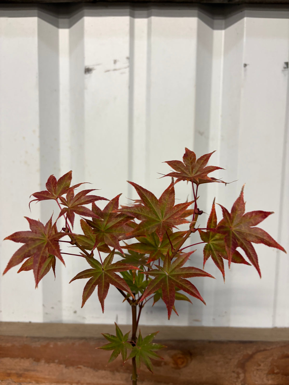 Acer Palmatum ‘Tiny Stars’
