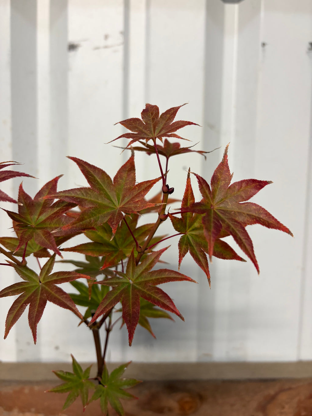 Acer Palmatum ‘Tiny Stars’