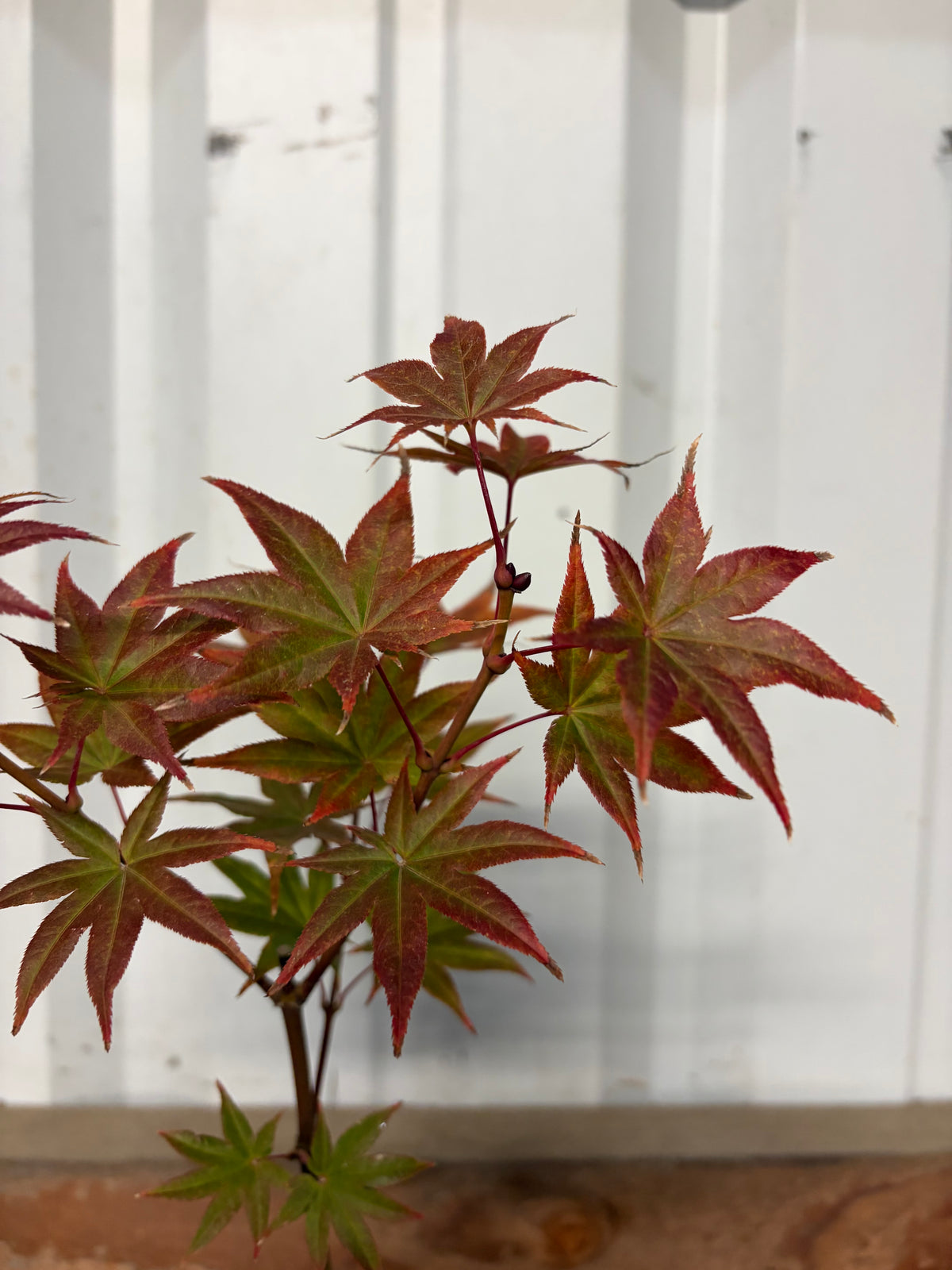 Acer Palmatum ‘Tiny Stars’