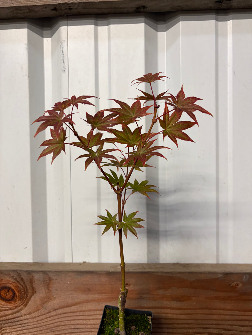 Acer Palmatum ‘Tiny Stars’