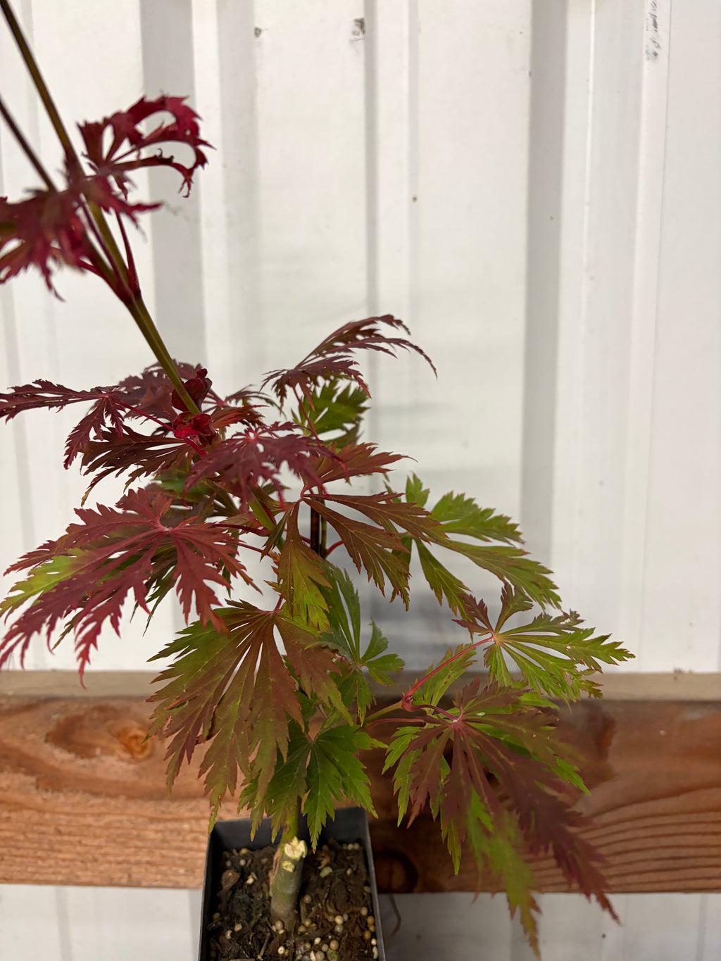 Acer Japonicum ‘Aconitifolium’
