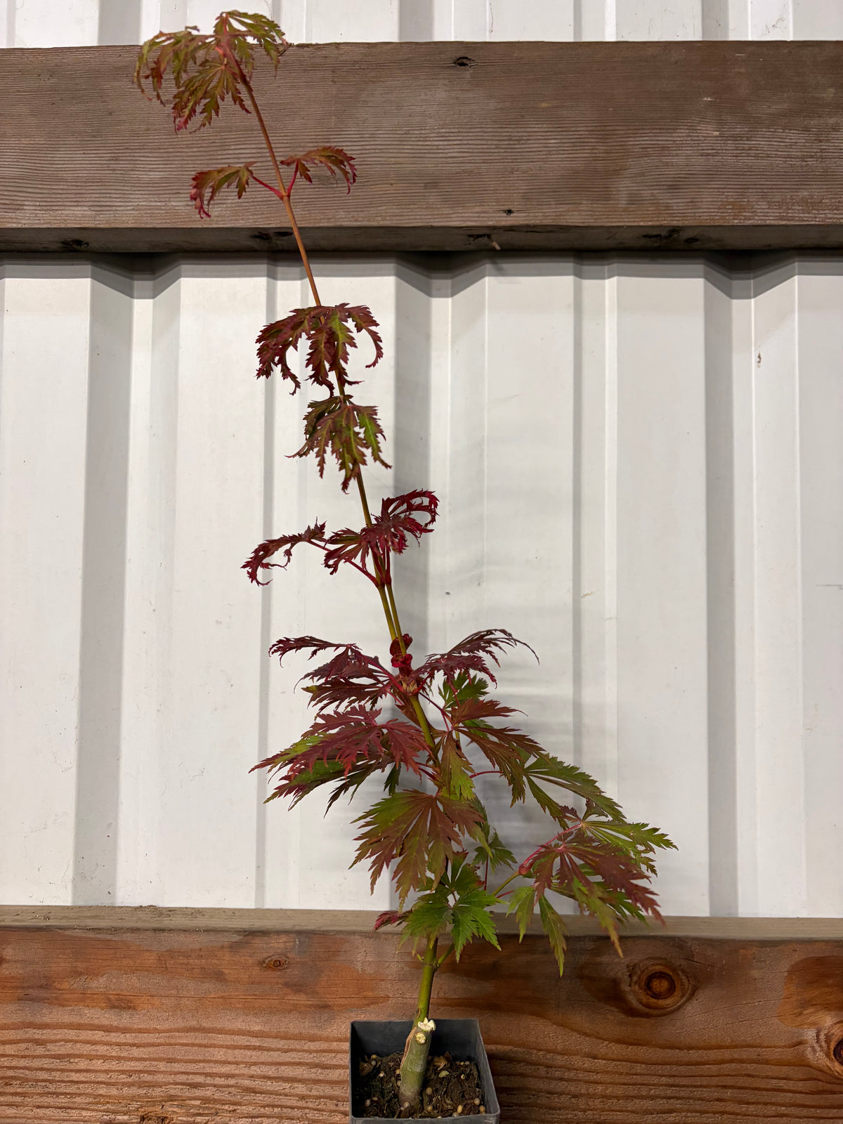 Acer Japonicum ‘Aconitifolium’