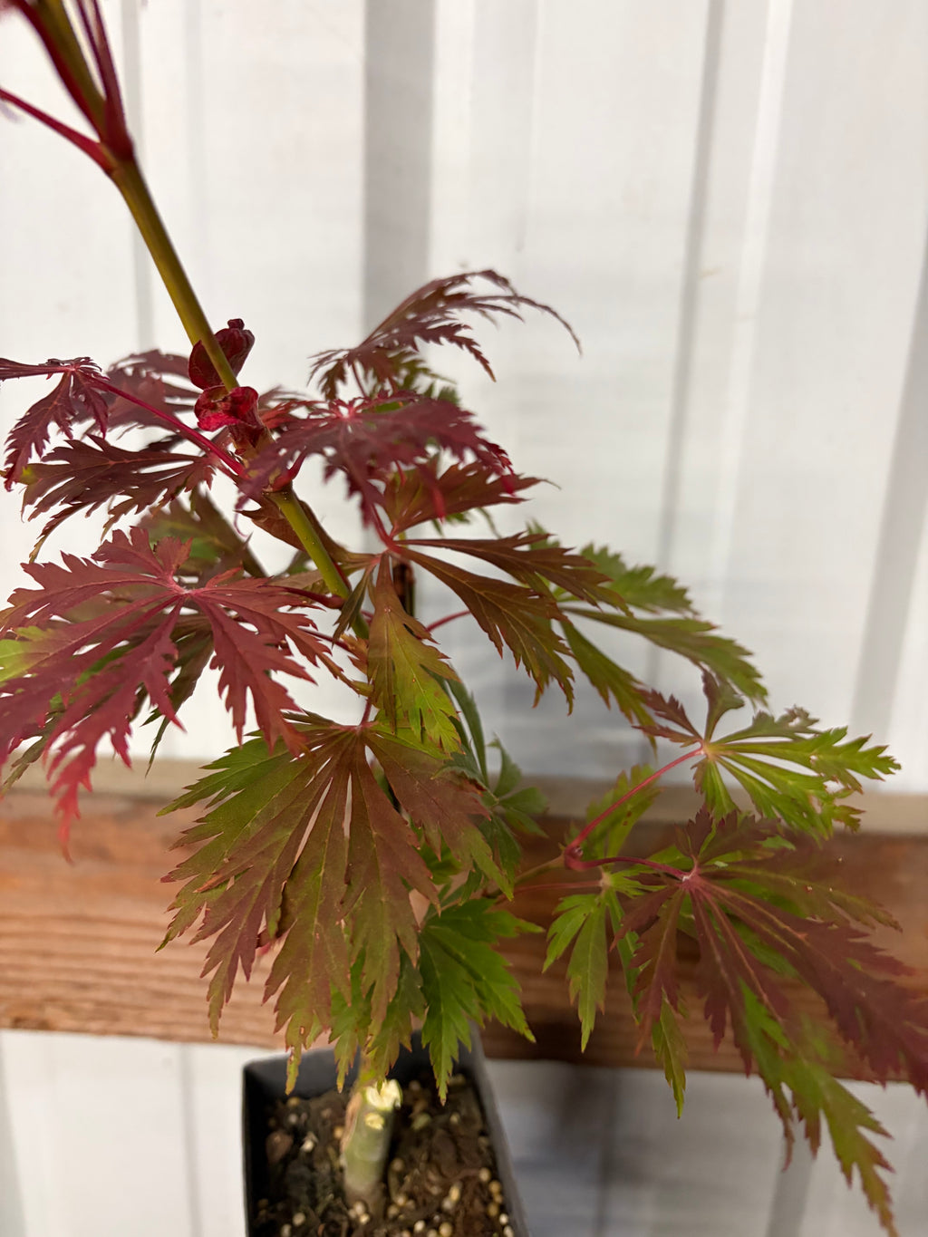 Acer Japonicum ‘Aconitifolium’