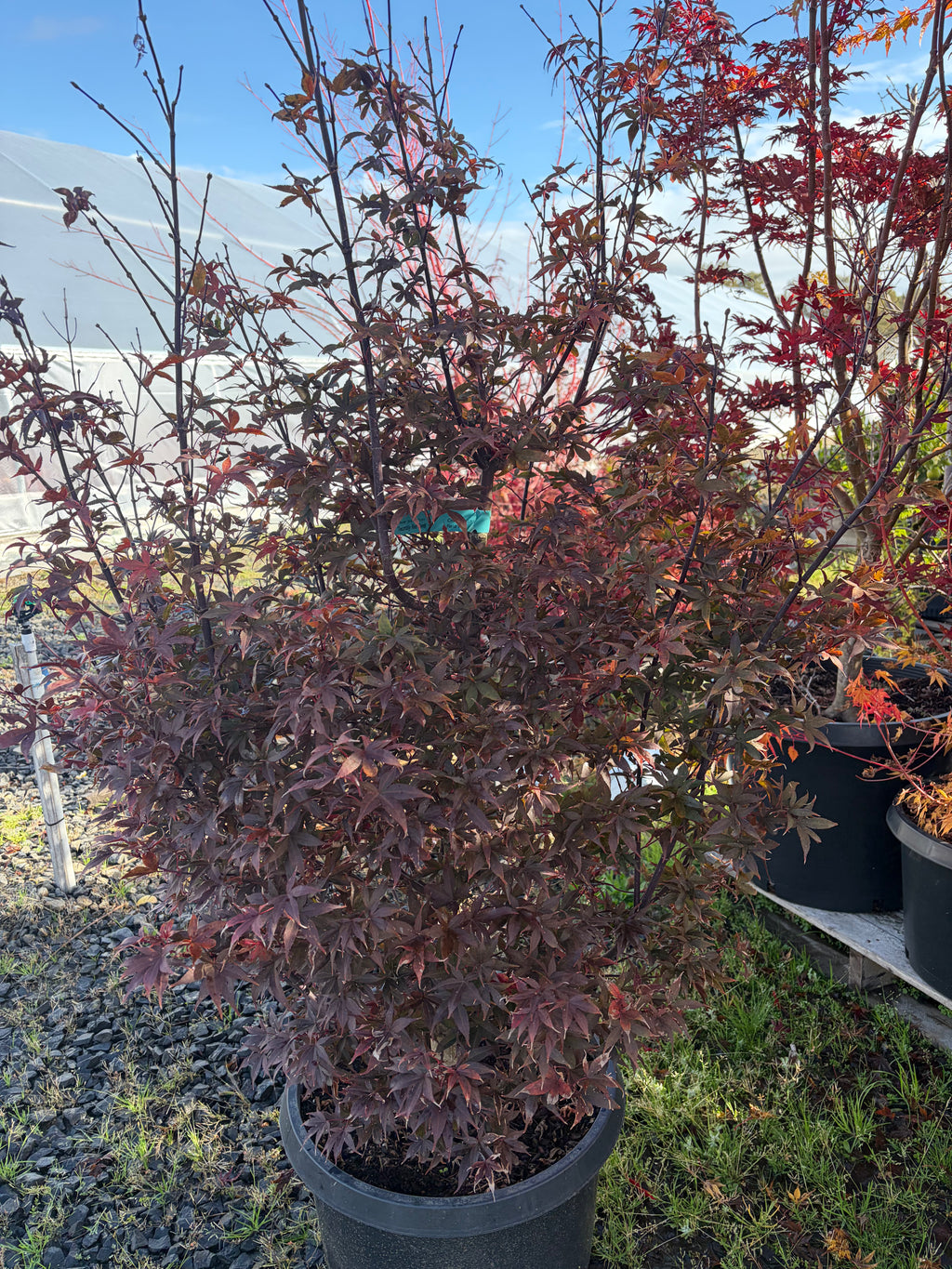 Acer Palmatum ‘Twombly Red Sentinal’