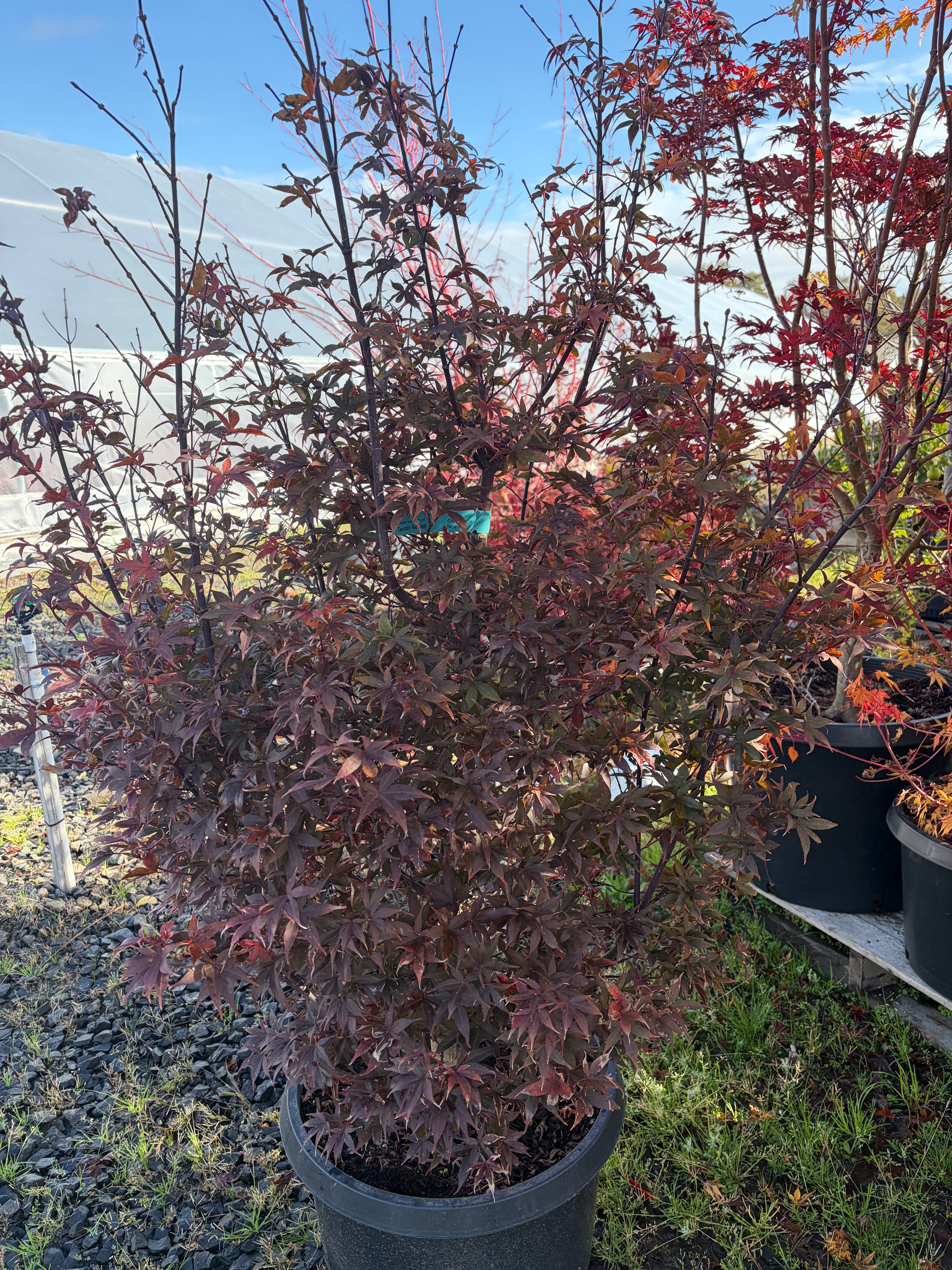 Acer Palmatum ‘Twombly Red Sentinal’