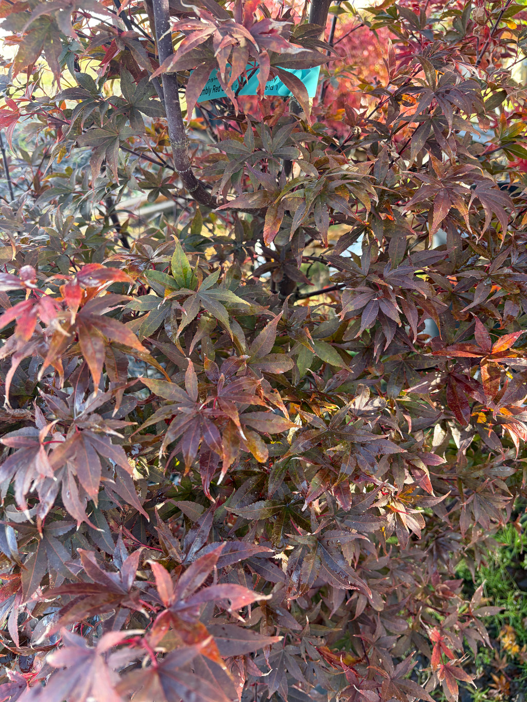Acer Palmatum ‘Twombly Red Sentinal’