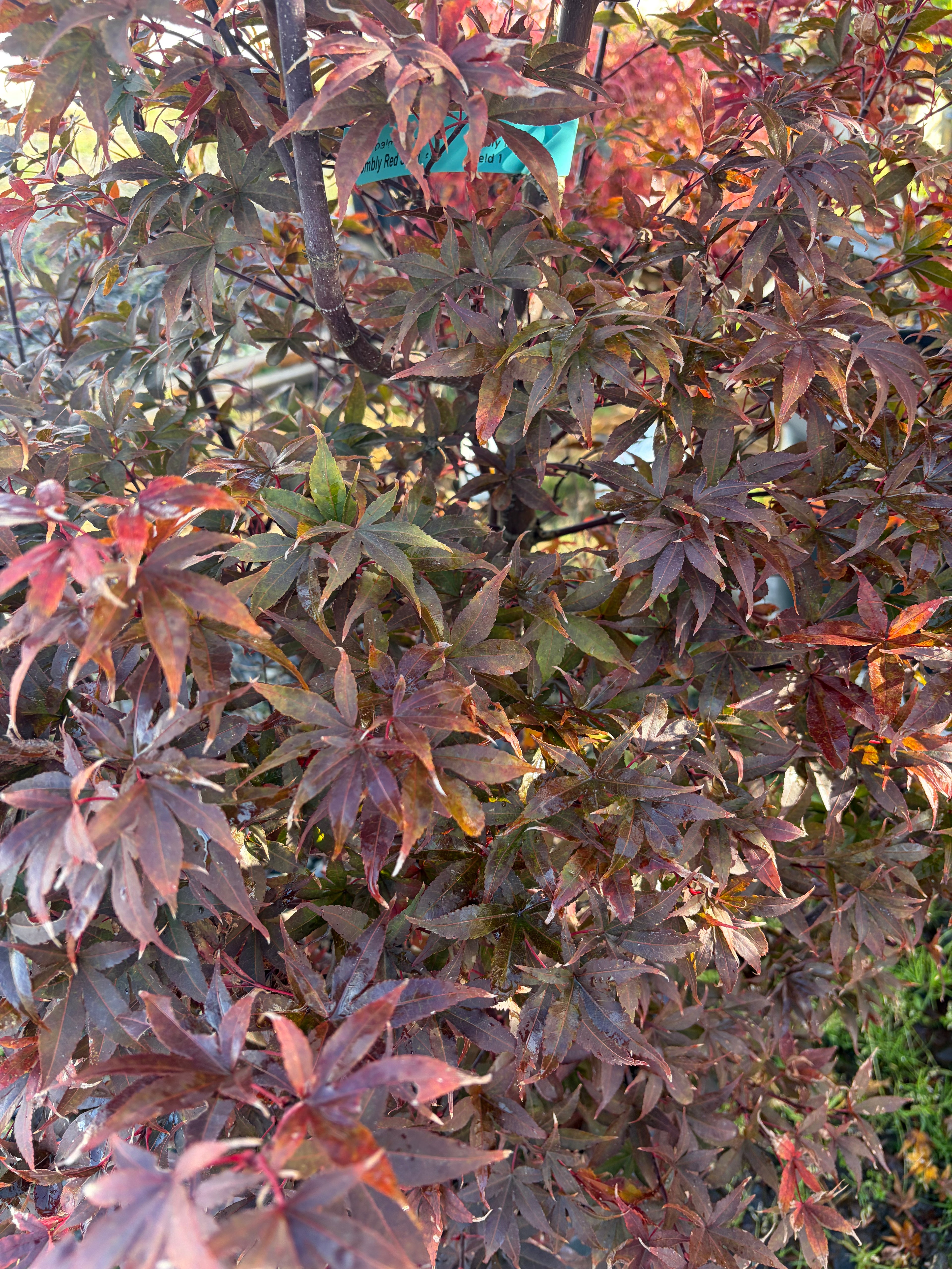 Acer Palmatum ‘Twombly Red Sentinal’