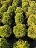 Pinus Nigra ‘Moseri’