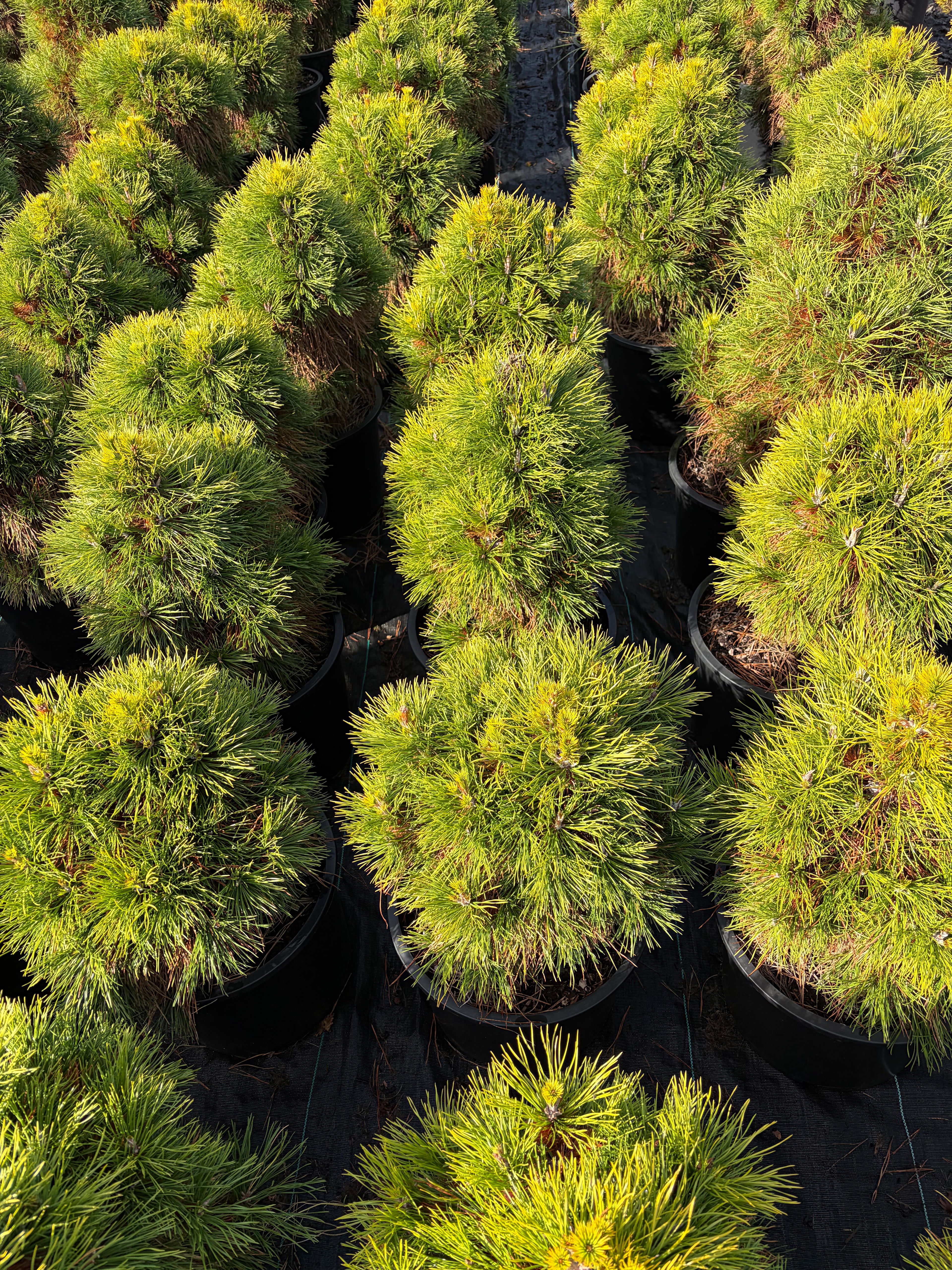 Pinus Nigra ‘Moseri’