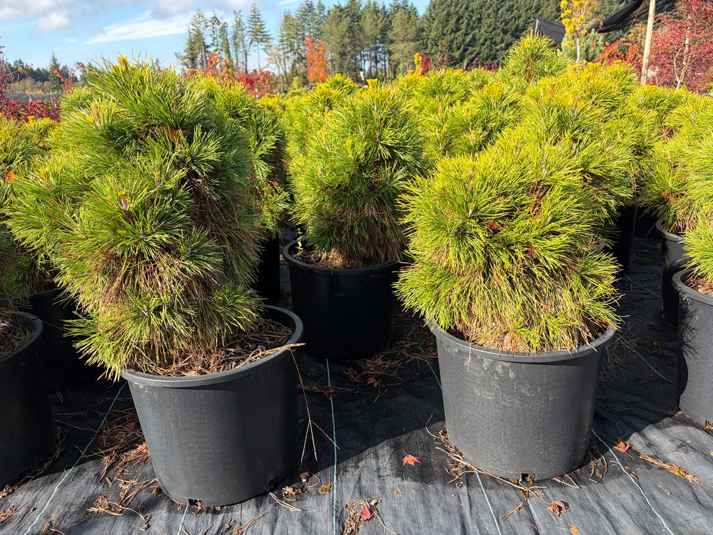 Pinus Nigra ‘Moseri’
