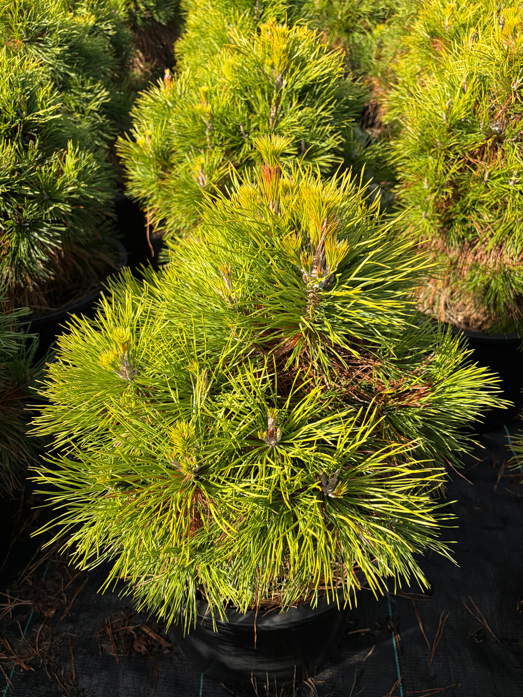 Pinus Nigra ‘Moseri’
