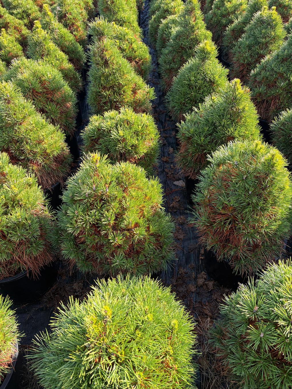 Pinus sylvestris 'Green Penguin'