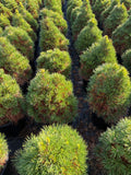 Pinus sylvestris 'Green Penguin'