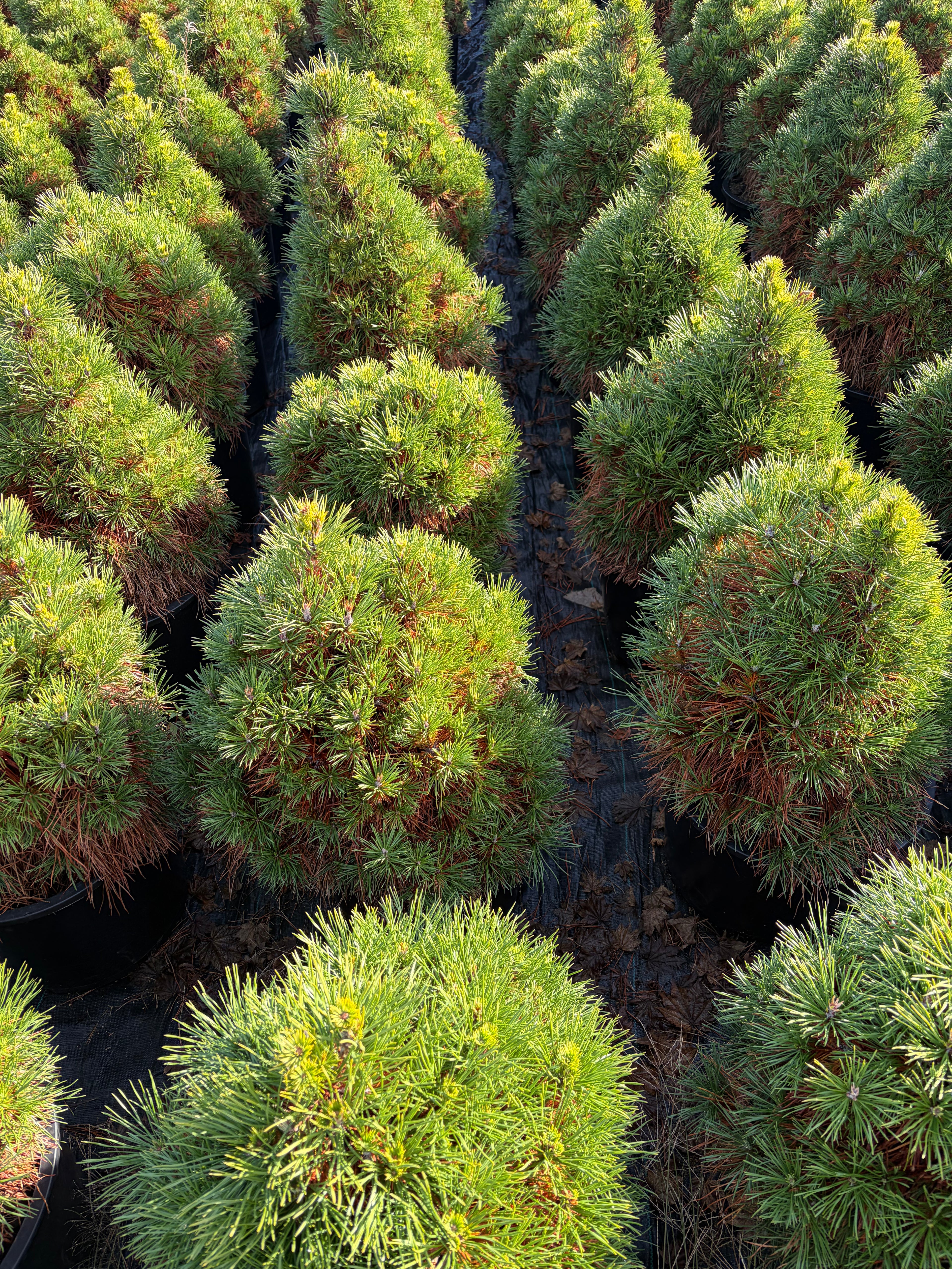 Pinus sylvestris 'Green Penguin'