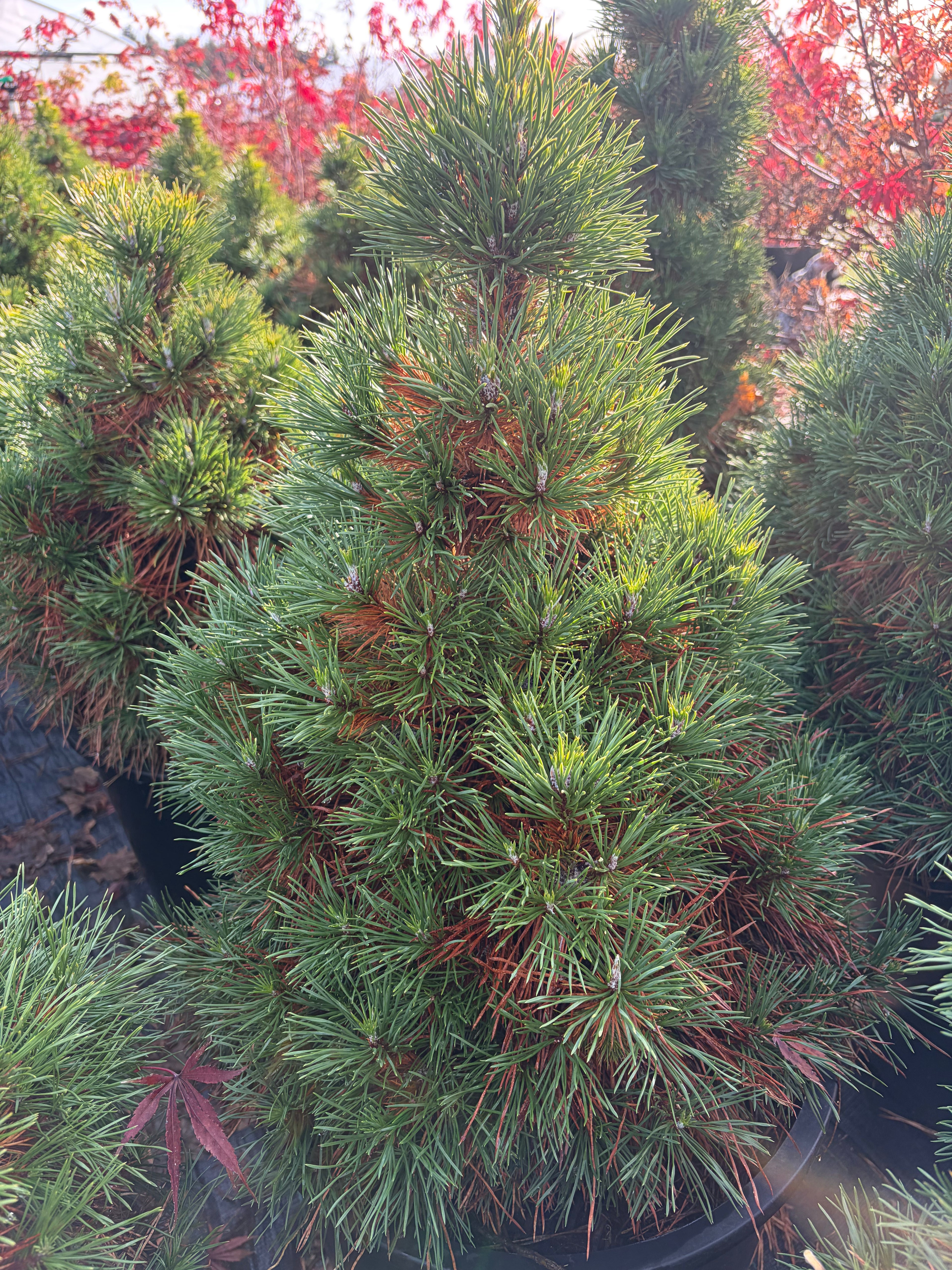 Pinus sylvestris 'Green Penguin'