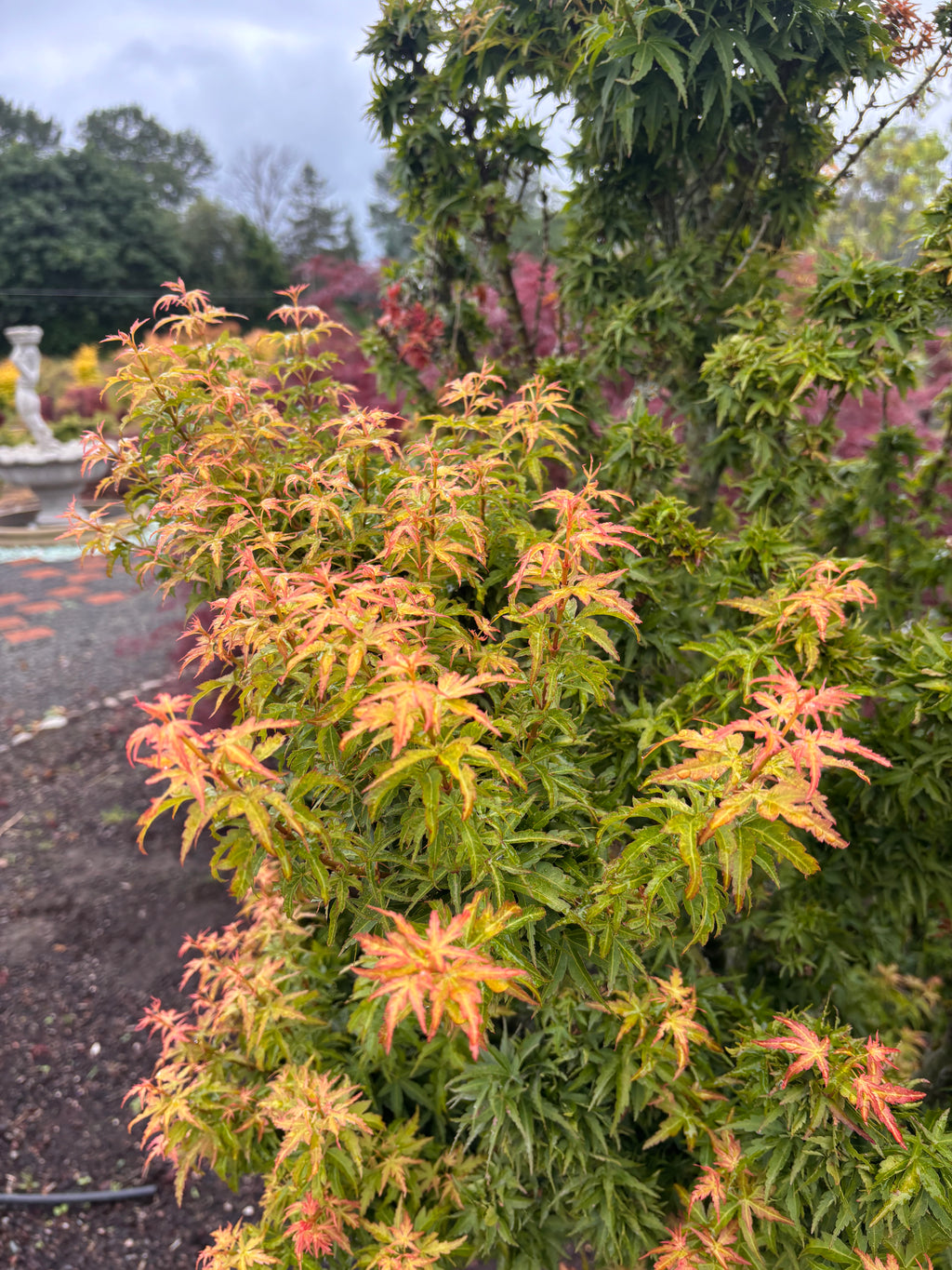Acer Palmatum ‘Goshiki Kotohime’