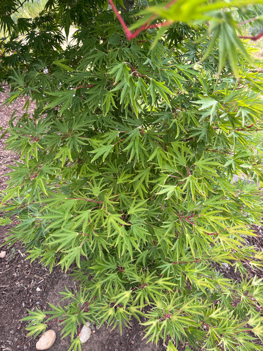 Acer Sieboldianum ‘Shoryu-No-Tsume’