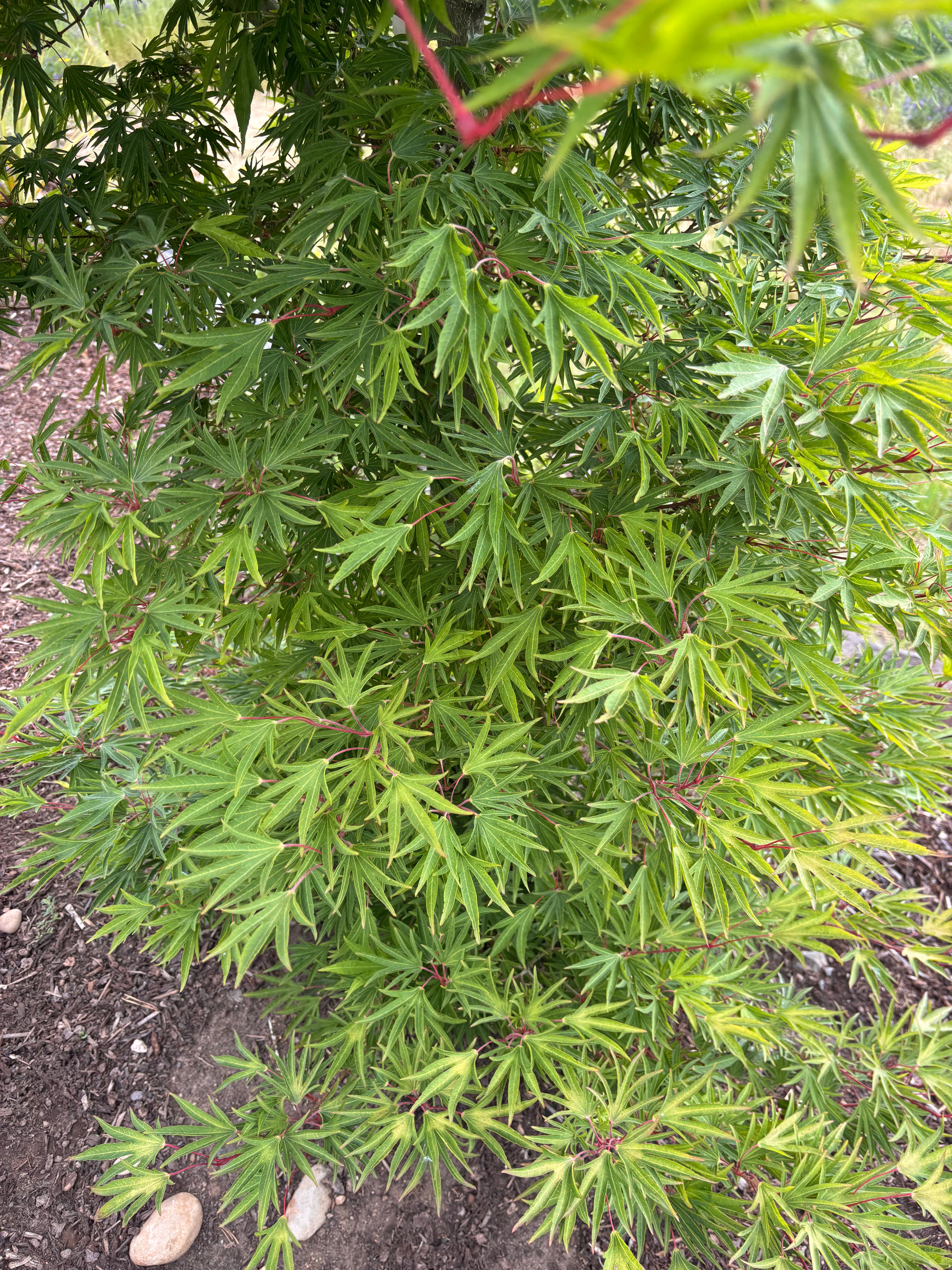 Acer Sieboldianum ‘Shoryu-No-Tsume’