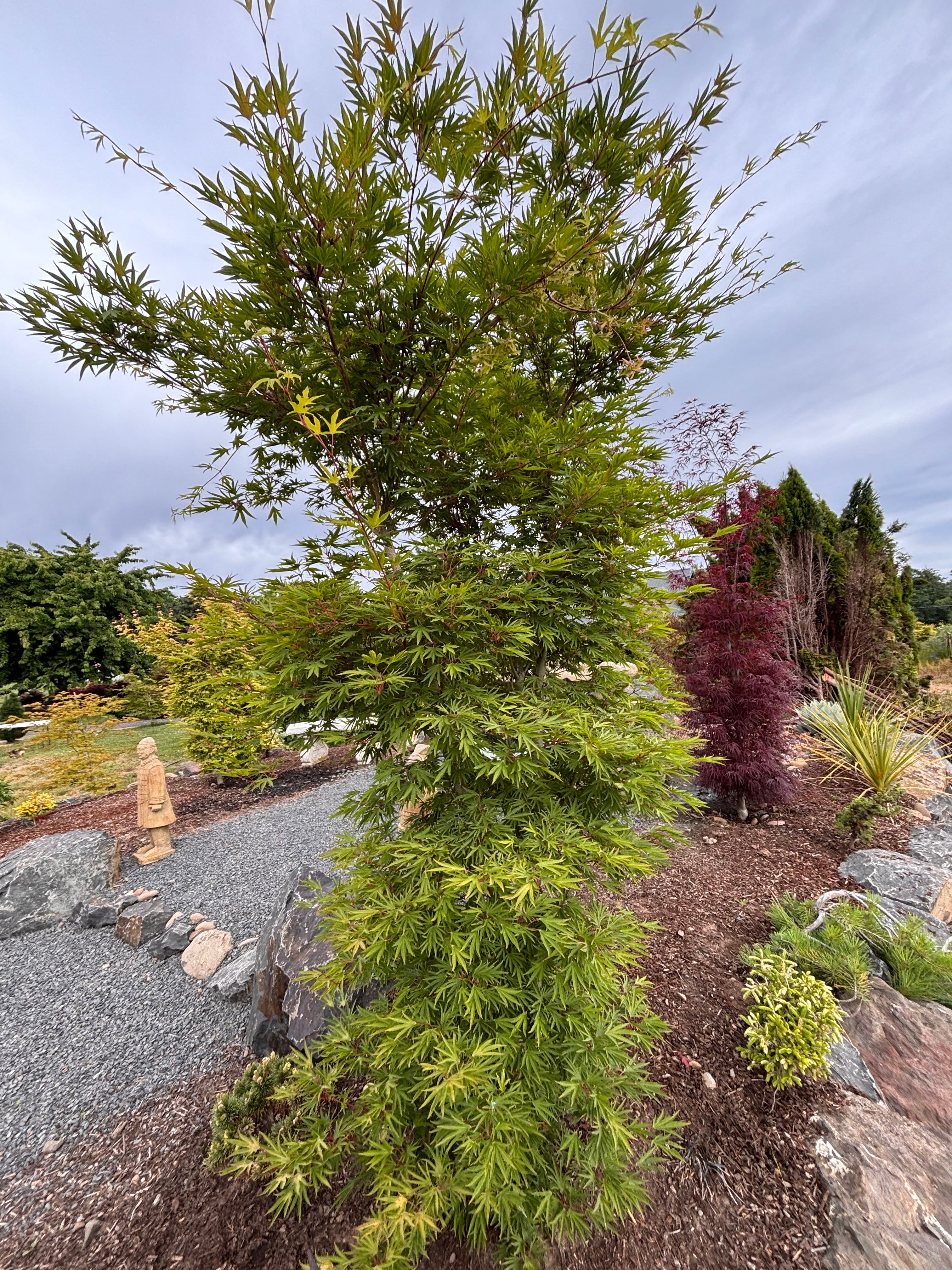 Acer Sieboldianum ‘Shoryu-No-Tsume’