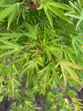 Acer Sieboldianum ‘Shoryu-No-Tsume’