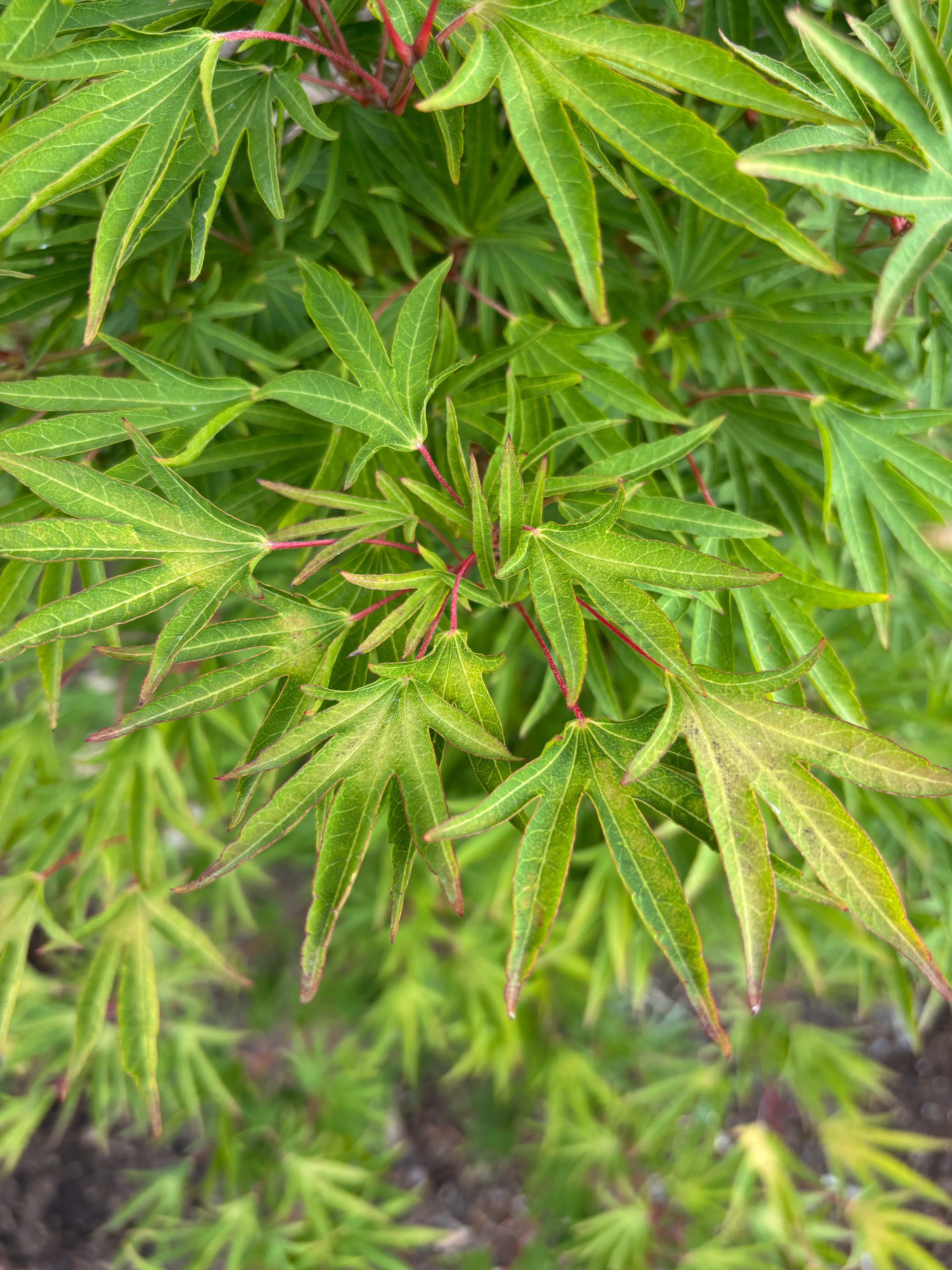 Acer Sieboldianum ‘Shoryu-No-Tsume’