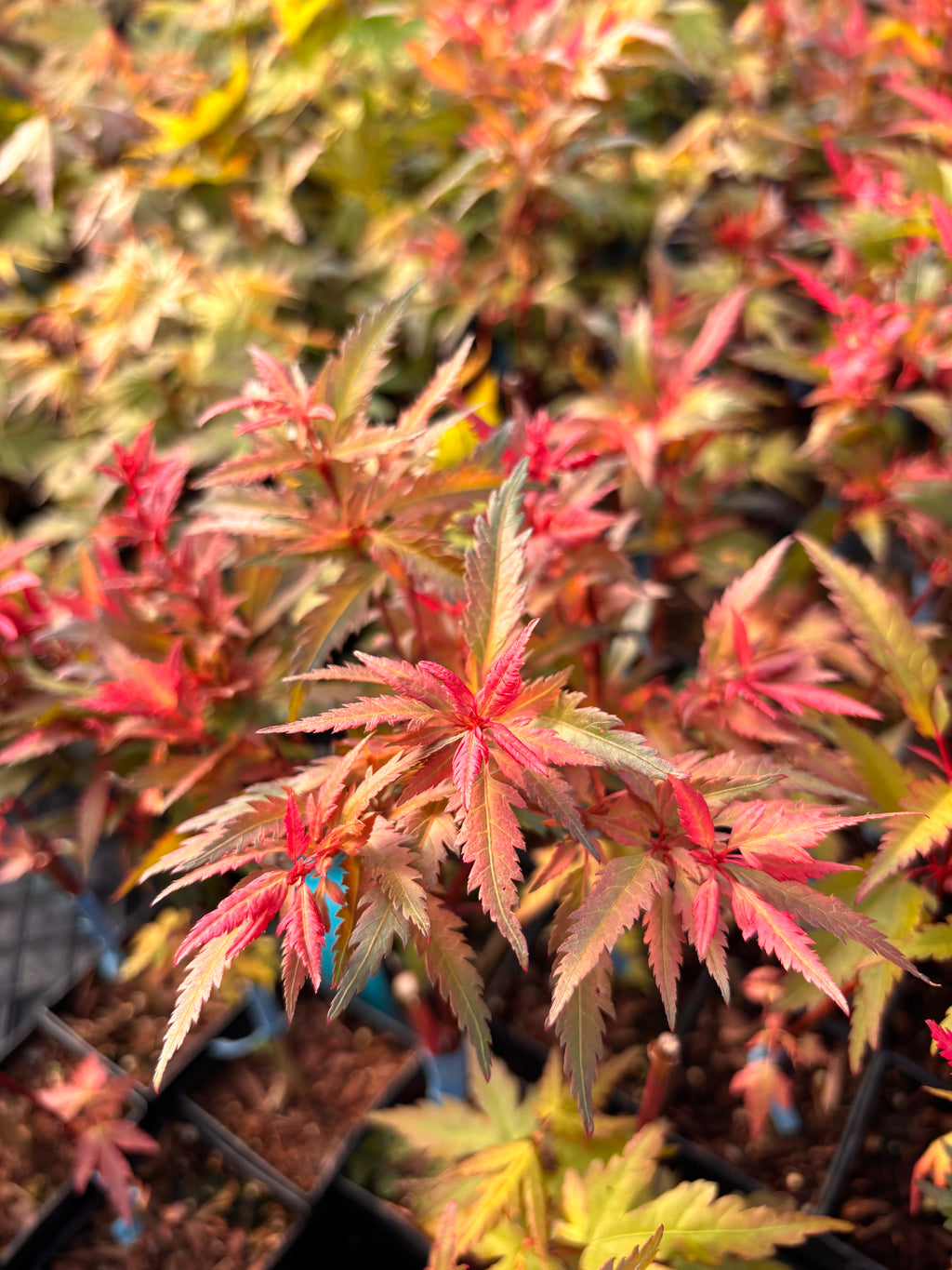 Acer Palmatum ‘Beni Hagoromo’
