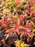 Acer Palmatum ‘Beni Hagoromo’